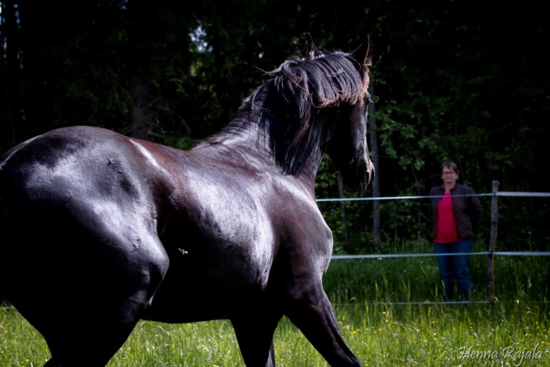 5-HennaRajala-Kohtaaminen hevosen kanssa20140627HR-IMG_2625-Edit.jpg